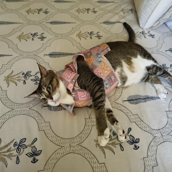 15 Furries Kitty Dreams Shirt for Cats (Multicolour)