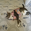 15 Furries Kitty Dreams Shirt for Cats (Multicolour) Cats-Clothing & Accessories 15 Furries Dropship