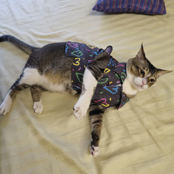 15 Furries Heart Buzz Shirt for Cats (Black)