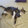 15 Furries Heart Buzz Shirt for Cats (Black) Cats-Clothing & Accessories 15 Furries Dropship