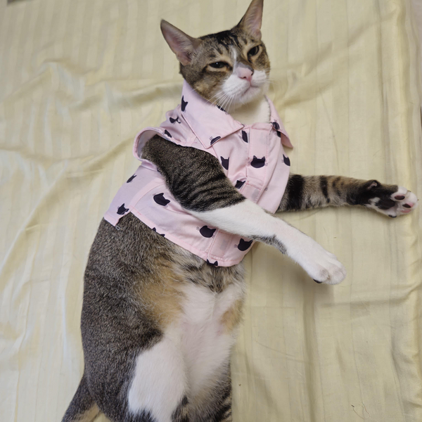 15 Furries Purfect pink Shirt for Cats (Pink)