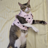 15 Furries Purfect pink Shirt for Cats (Pink) Cats-Clothing & Accessories 15 Furries Dropship