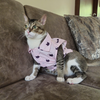 15 Furries Purfect pink Shirt for Cats (Pink) Cats-Clothing & Accessories 15 Furries Dropship