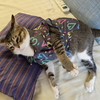 15 Furries Heart Buzz Shirt for Cats (Black) Cats-Clothing & Accessories 15 Furries Dropship