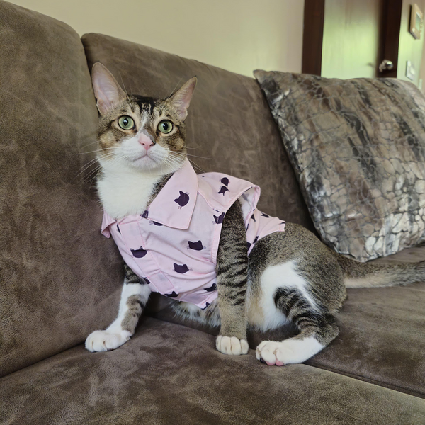 15 Furries Purfect pink Shirt for Cats (Pink)