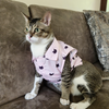 15 Furries Purfect pink Shirt for Cats (Pink) Cats-Clothing & Accessories 15 Furries Dropship XS