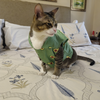 15 Furries Avocado Shirt for Cats (Green) Cats-Clothing & Accessories 15 Furries Dropship