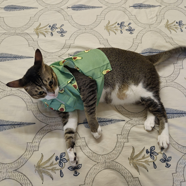 15 Furries Avocado Shirt for Cats (Green)