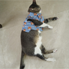 15buttons Tiger Shirt for Cats (Orange and Blue) Cats-Clothing & Accessories 15buttons Dropship
