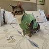 15 Furries Avocado Shirt for Cats (Green) Cats-Clothing & Accessories 15 Furries Dropship
