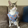 15buttons Tiger Shirt for Cats (Orange and Blue) Cats-Clothing & Accessories 15buttons Dropship