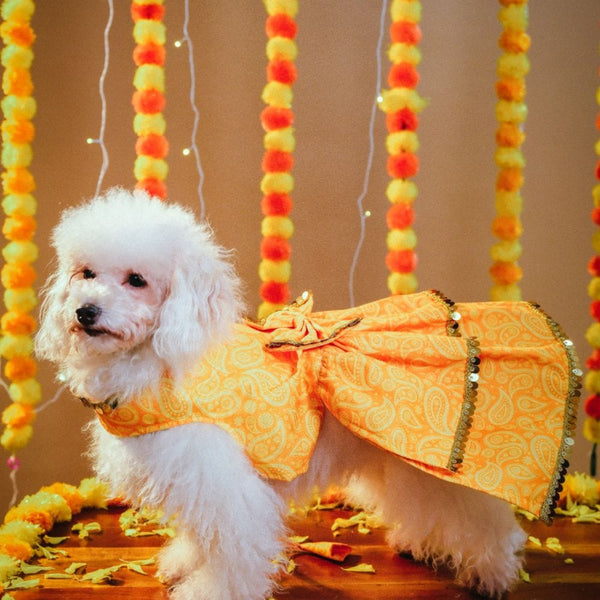 15 Furries Kesariya Lehenga for Dogs (Yellow)