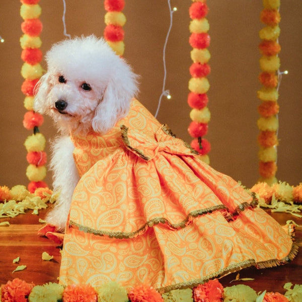 15 Furries Kesariya Lehenga for Dogs (Yellow)