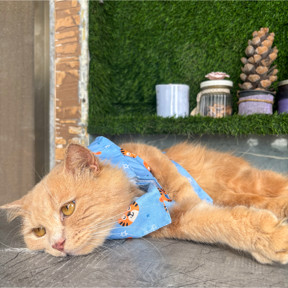 15buttons Tiger Shirt for Cats (Orange and Blue) Cats-Clothing & Accessories 15buttons Dropship