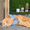 15buttons Tiger Shirt for Cats (Orange and Blue) Cats-Clothing & Accessories 15buttons Dropship
