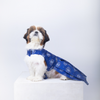 15 Furries Evil Eye Dress for Dogs Dogs-Clothing & Accessories 15 Furries Dropship