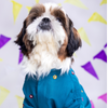 15 Furries Mirrorwork Kurta for Dogs (Teal Blue) Dogs-Clothing & Accessories 15 Furries Dropship