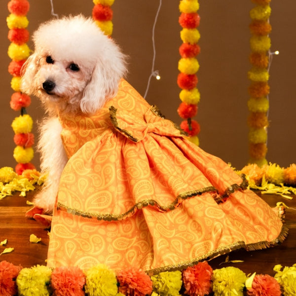15 Furries Kesariya Lehenga for Dogs (Yellow)