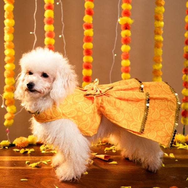 15 Furries Kesariya Lehenga for Dogs (Yellow)
