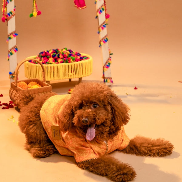 15 Furries Kesariya Kurta for Dogs (Yellow)