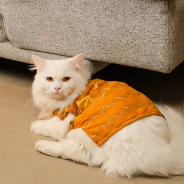 15 Furries Jashn Mustard Sherwani for Cats (Yellow/Gold)