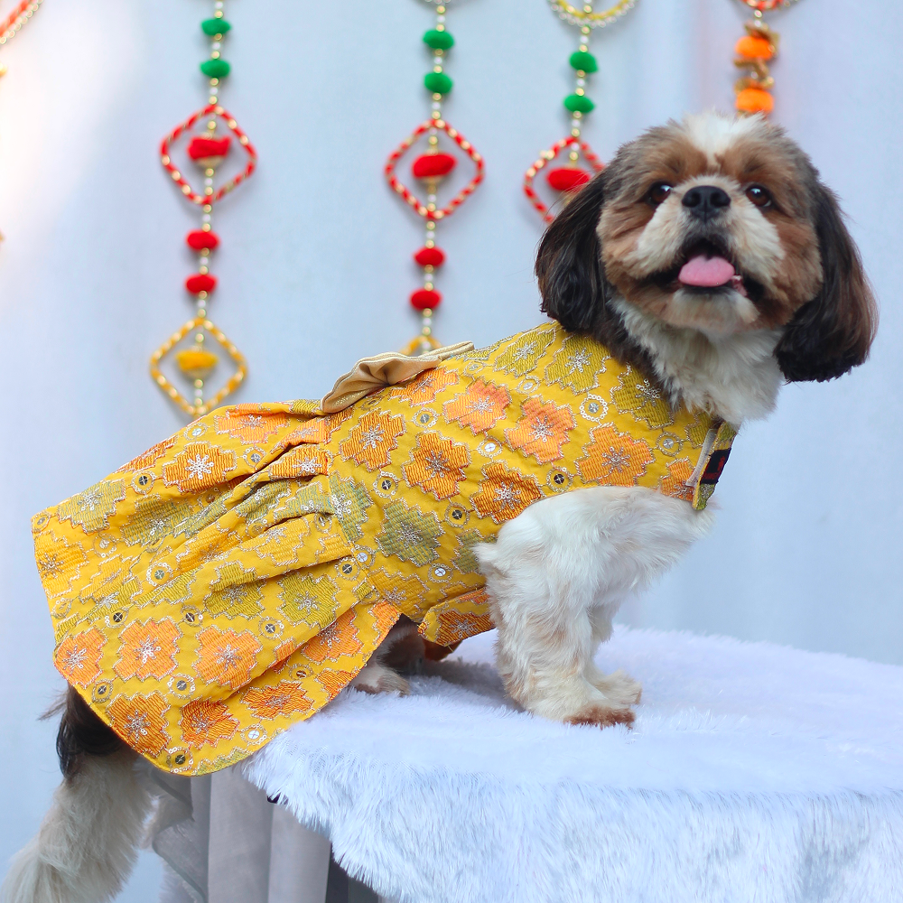 Pawgypets Festive Patola Dress for Dogs (Yellow) Dogs-Clothing & Accessories Pawgypets Dropship M