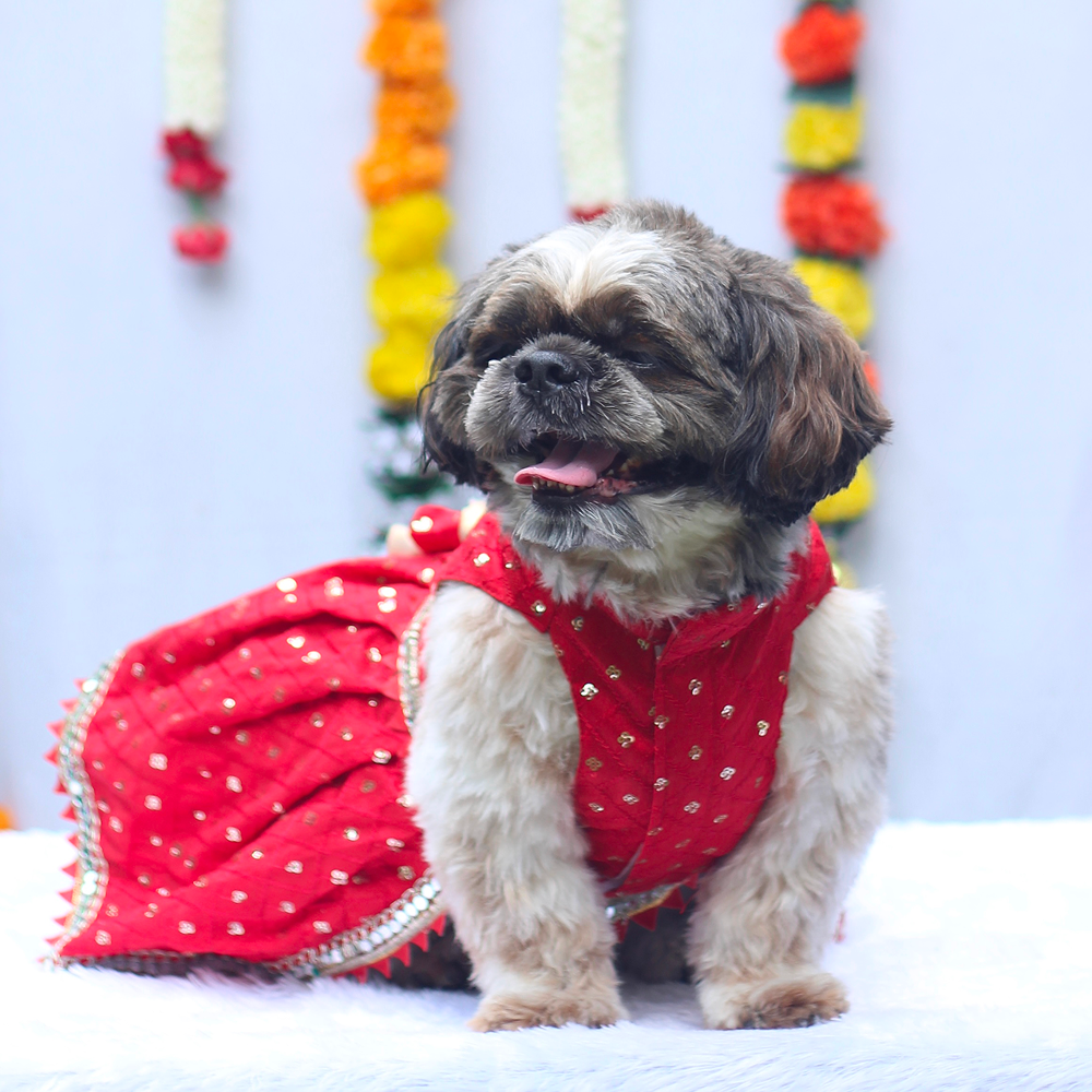 Pawgypets Shahi Lehengas Dress for Dogs (Red) Dogs-Clothing & Accessories Pawgypets Dropship
