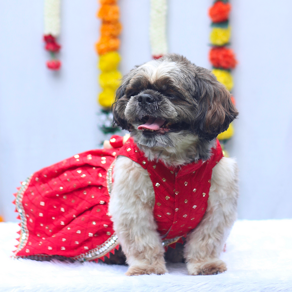 Pawgypets Shahi Lehengas Dress for Dogs (Red)