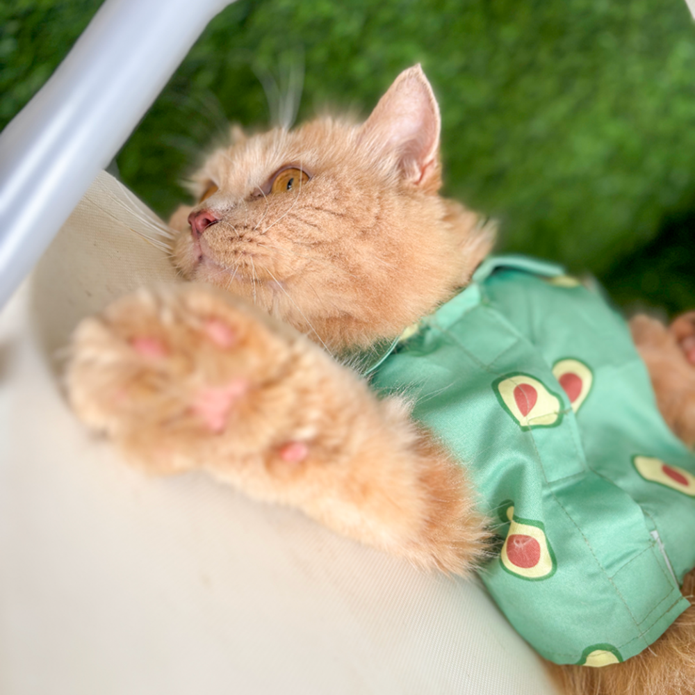 15 Furries Avocado Shirt for Cats (Green) Cats-Clothing & Accessories 15 Furries Dropship