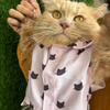 15 Furries Purfect pink Shirt for Cats (Pink) Cats-Clothing & Accessories 15 Furries Dropship