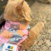 15 Furries Kitty Dreams Shirt for Cats (Multicolour) Cats-Clothing & Accessories 15 Furries Dropship