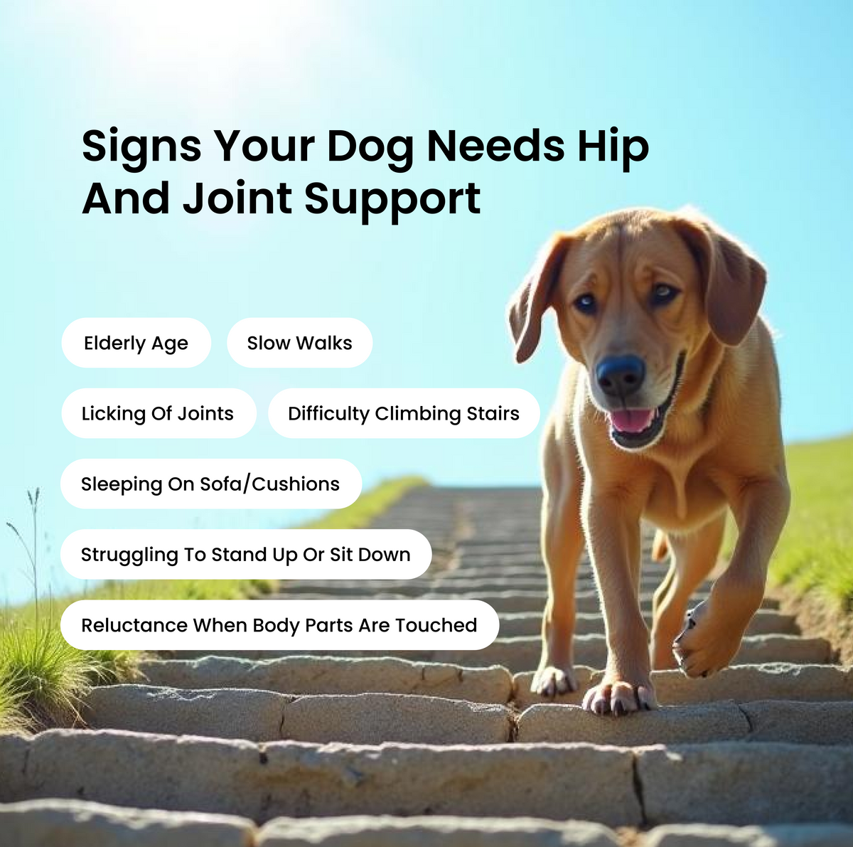 Absolut Pet Probiotics Gut & Hip, Joint Care & Skin & Coat with Collagen Health Dog Supplements Combo Dogs-Health & Wellness Absolut Pet