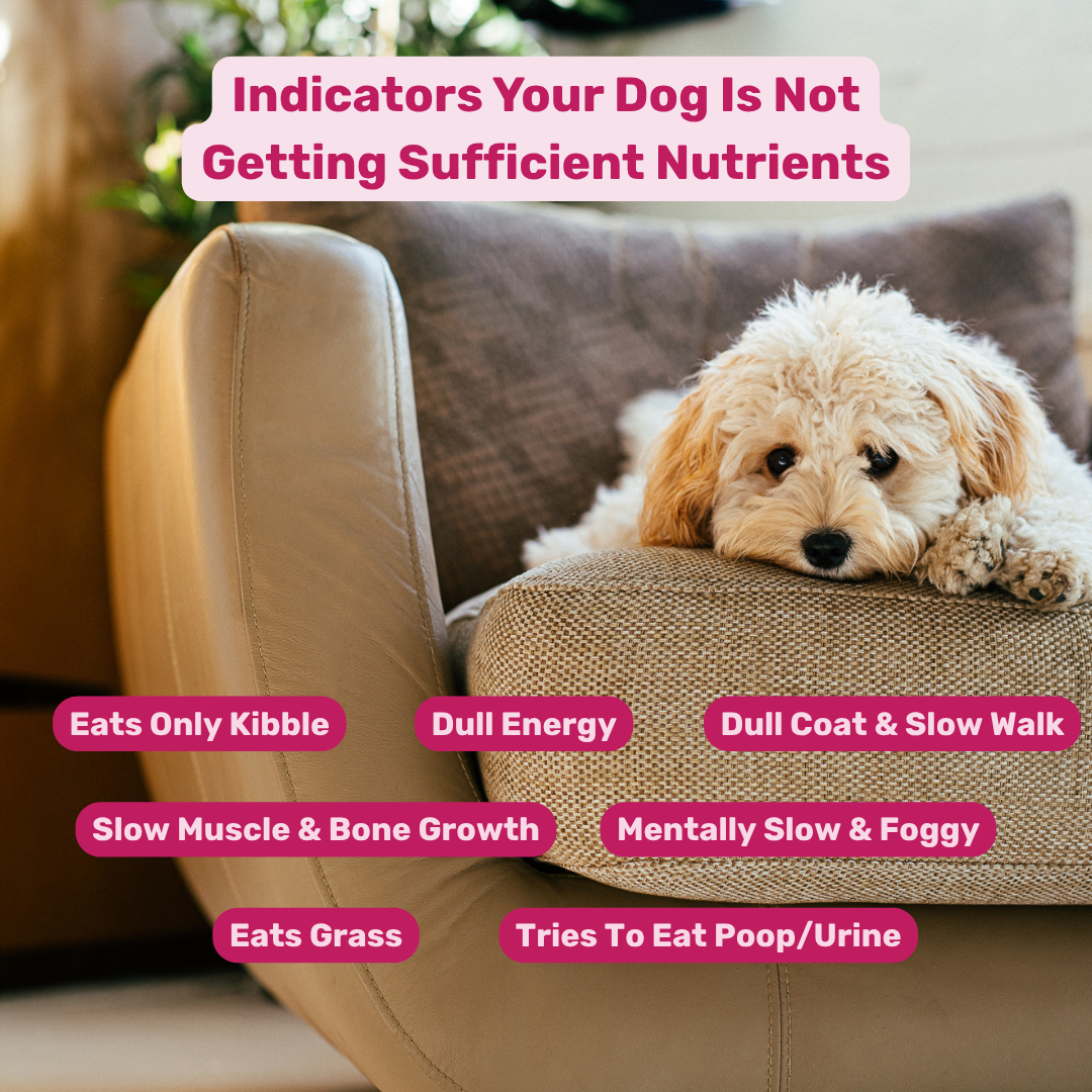 Absolut Pet Bone & Muscle Multivitamin Chews Dogs Treat Dog Treats + Others Absolut Pet