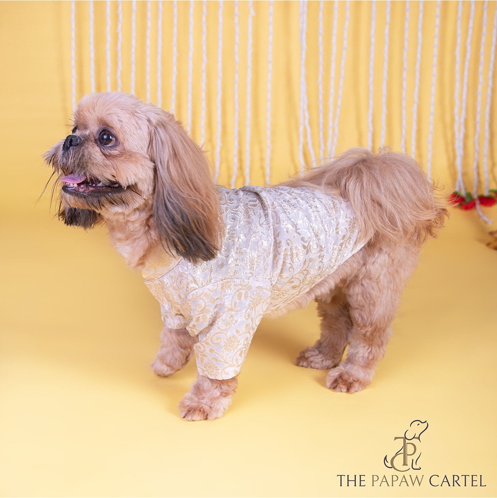The Papaw Cartel Ivory Banarasi Work Kurta for Dogs & Cats Both-Clothing & Accessories The Papaw Cartel Dropship S