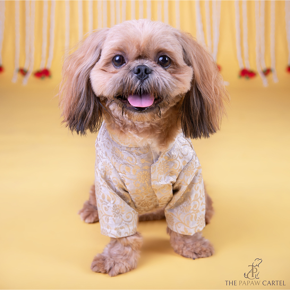 The Papaw Cartel Ivory Banarasi Work Kurta for Dogs & Cats Both-Clothing & Accessories The Papaw Cartel Dropship