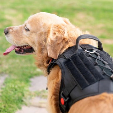 Tails to Tell Tactical Harness with Lock Buckle for Dogs (Black)