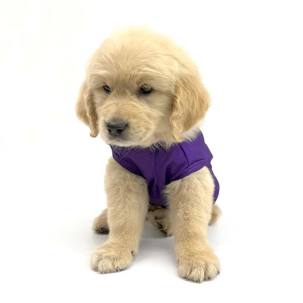 Pets Way Kolkata Kennel Riders Team Jersey Vest for Dogs | Indian Pet League