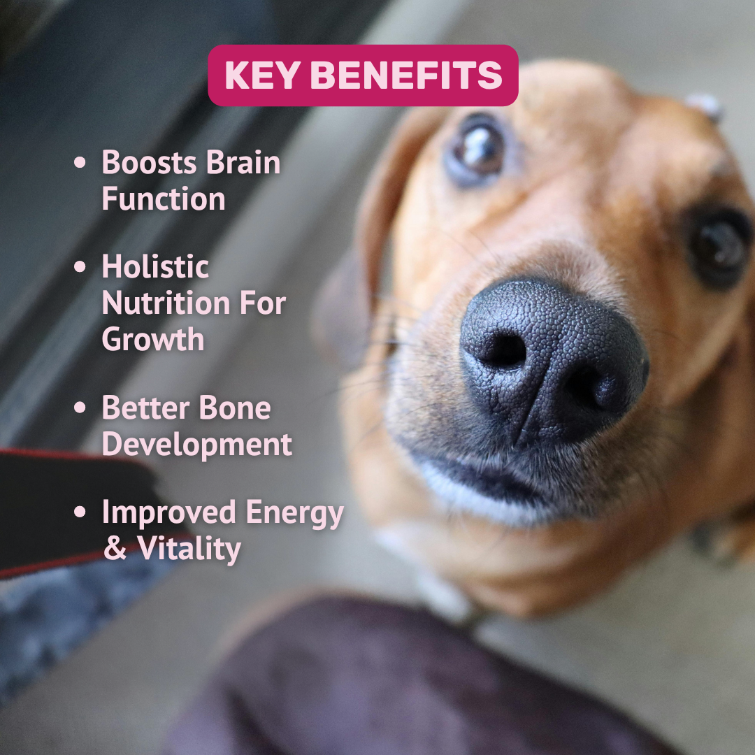 Absolut Pet Bone & Muscle Multivitamin Chews Dogs Treat Dog Treats + Others Absolut Pet