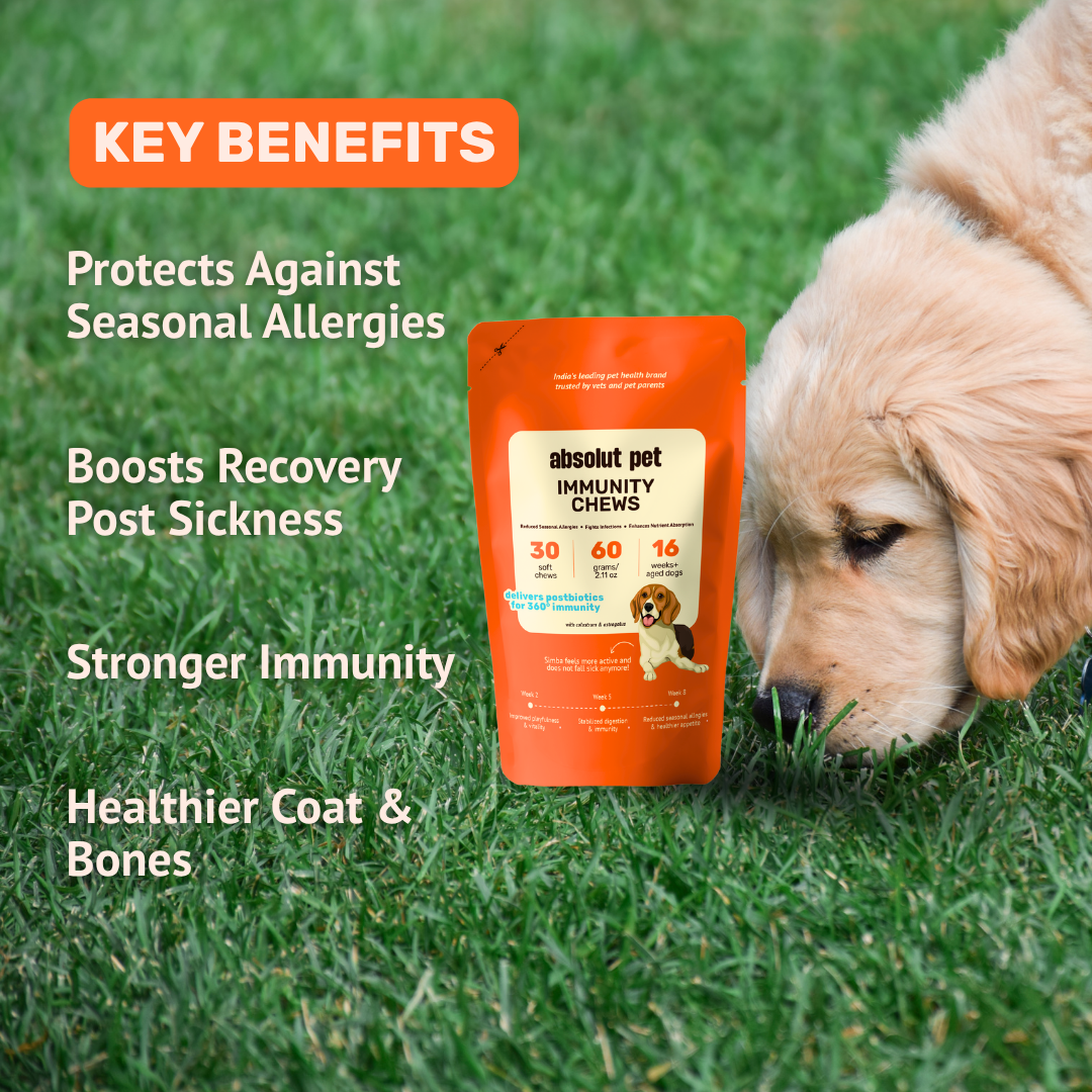 Absolut Pet Postbiotics to Boost Immunity Chews Dogs Treat