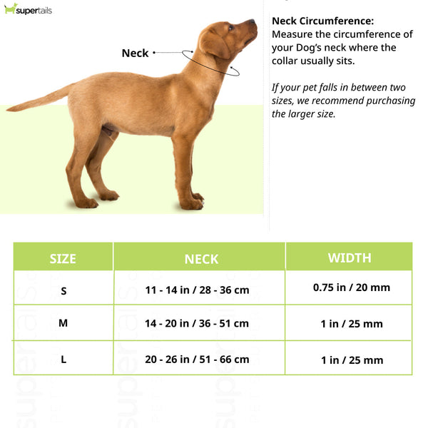 Ruffwear Top Rope Collar for Dogs (Seafoam)
