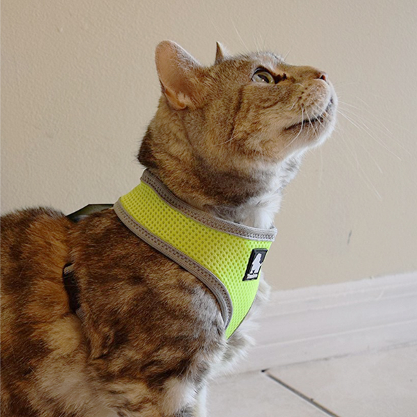 Truelove Harness for Cats and Small Dogs (Black)