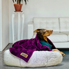 Petter World Anxiety Relieving Donut Bed for Dogs and Cats (Grey)