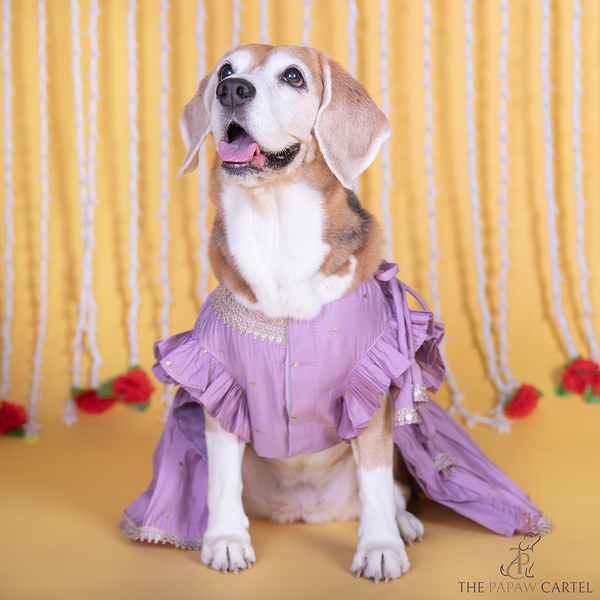 The Papaw Cartel Embroidered Indian Angarkha for Dogs & Cats (Lilac)