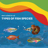 Growel Rainbow Micro 0.9mm Floating Pellet for Fish Fish Growel