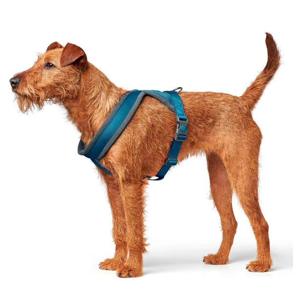 Hunter London Comfort Harness for Dogs (Light Blue)