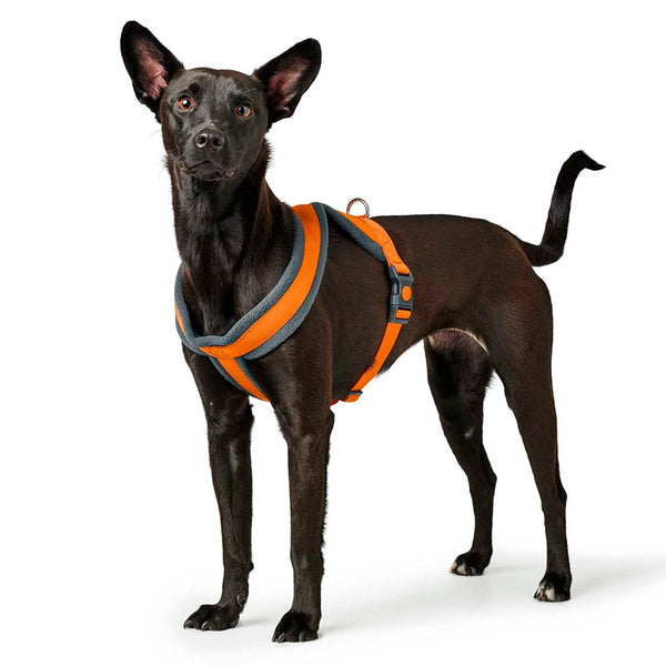 Hunter London Comfort Harness for Dogs (Orange)