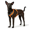 Hunter London Comfort Harness for Dogs (Orange) Dogs-Collar, Leashes, harnesses Hunter Dropship XS-S