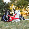 Zippy Paws RopeTugz Monkey Red Plush Toy for Dogs Dogs-Toys Zippy Paws
