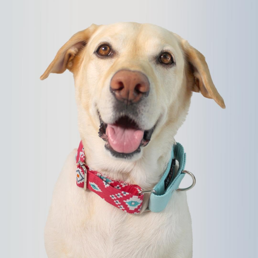 Dogobow Aztec Martingale Collar for Dogs (Teal Pink) (Get a Bow Free) Dogs-Collar, Leashes, harnesses Dogobow Dropship M