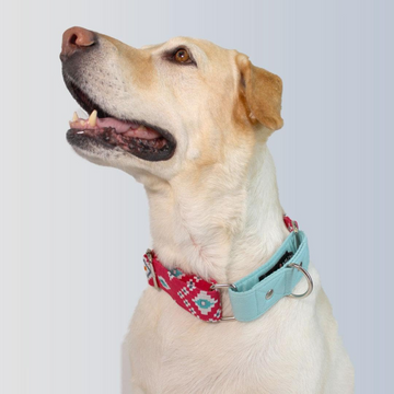 Dogobow Aztec Martingale Collar for Dogs (Teal Pink) (Get a Bow Free)